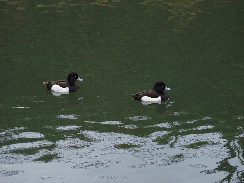 近所で鳥探し 近所で鳥探し