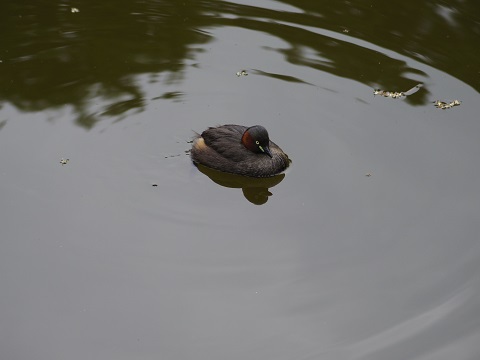 近所で鳥探し 近所で鳥探し