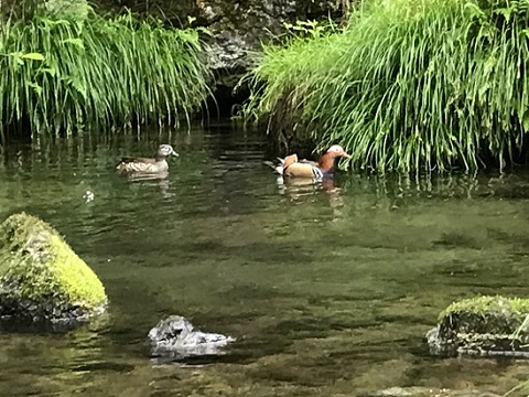季節外れの寒さとヤマメ 季節外れの寒さとヤマメ