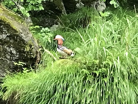 季節外れの寒さとヤマメ 季節外れの寒さとヤマメ