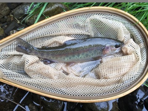 2回目の「沈」 2回目の「沈」