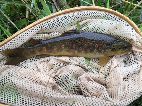 2回目の「沈」 2回目の「沈」