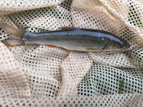 2回目の「沈」 2回目の「沈」
