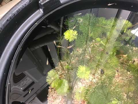 メダカの学校・その後 メダカの学校・その後