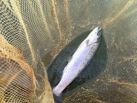 今日は二刀流 今日は二刀流