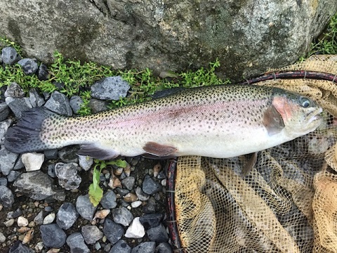 ちょい釣り ちょい釣り