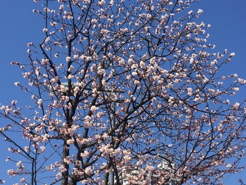 開花⑤ 開花⑤