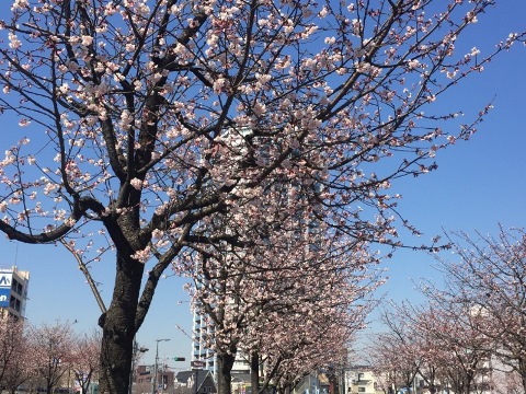 開花⑤ 開花⑤