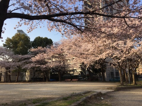 開花⑨ 開花⑨