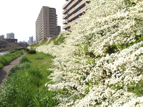 開花⑨ 開花⑨