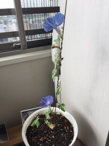 今年の朝顔③ 今年の朝顔③