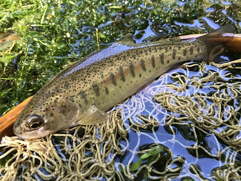 シーズン最後は湯川 シーズン最後は湯川