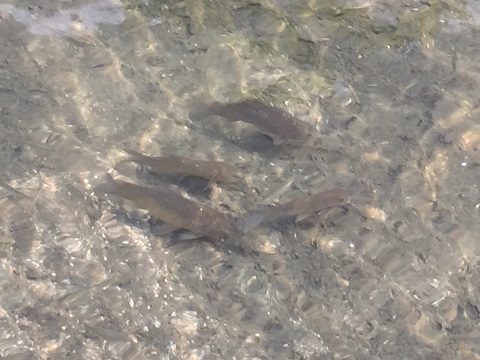 海の向こうへ 1日目 海の向こうへ 1日目