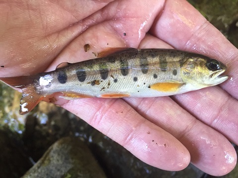 ご近所の釣り友 ご近所の釣り友