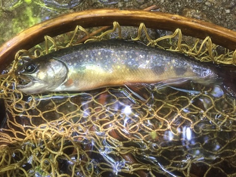 日光・湯川② 日光・湯川②