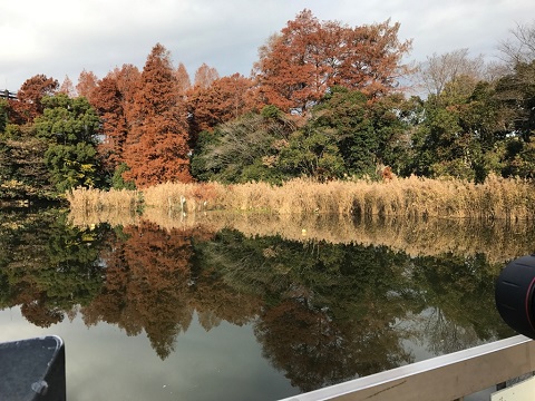 今日はカワセミ 今日はカワセミ