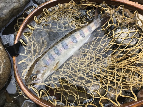 満開のサクラとヤマメ 満開のサクラとヤマメ
