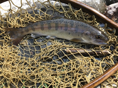 ポカポカ陽気と渓飯 ポカポカ陽気と渓飯