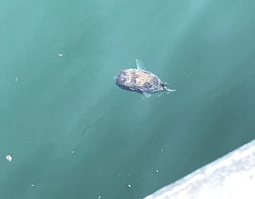 ハリセンボン 浮く ハリセンボン 浮く