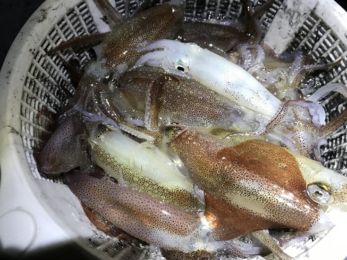 大人2人でヒイカ釣り in姫路 大人2人でヒイカ釣り in姫路