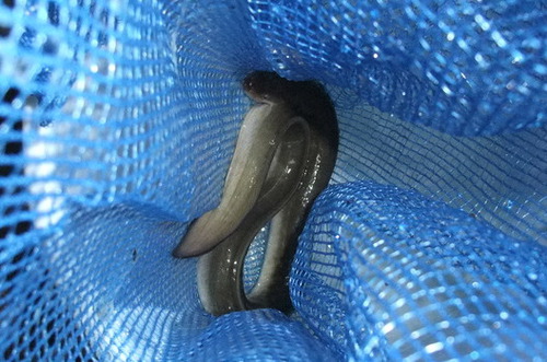 1人でうなぎ釣り 1人でうなぎ釣り