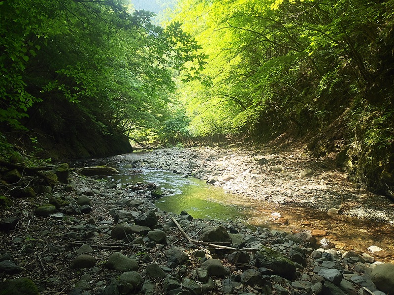 小菅川6月10日 ~雨が降らない梅雨の入り~ 小菅川6月10日 ~雨が降らない梅雨の入り~