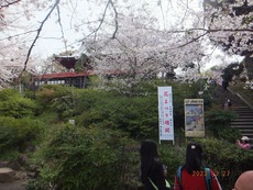 桜満開の上野本郷湯島界隈　１