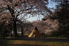4/22☆桜満開の平筒沼キャンプ