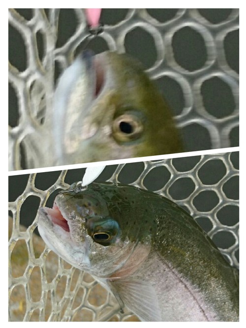座間養魚場チャレンジ( ☆∀☆)ショート 座間養魚場チャレンジ( ☆∀☆)ショート