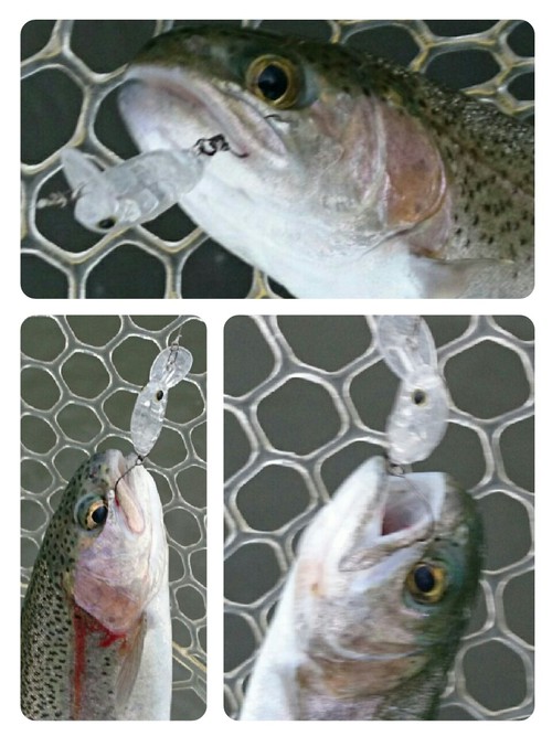 座間養魚場チャレンジ( ☆∀☆)ショート 座間養魚場チャレンジ( ☆∀☆)ショート