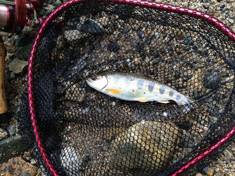 Season in the Stream. Season in the Stream.