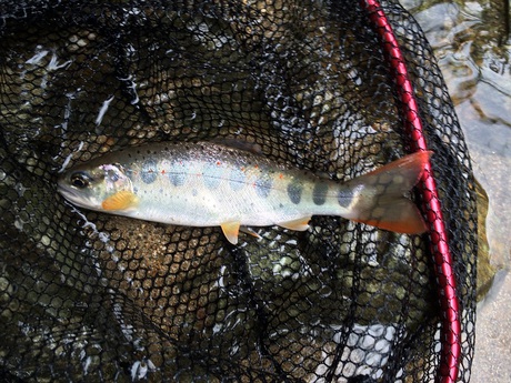 Season in the Stream. Season in the Stream.