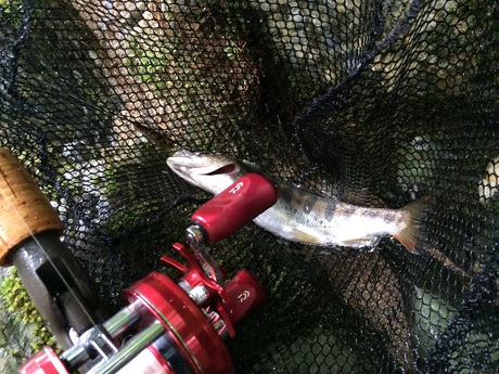 Season in the Stream. Season in the Stream.