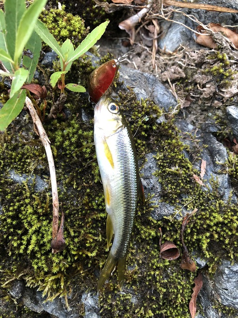 Season in the Stream. Season in the Stream.