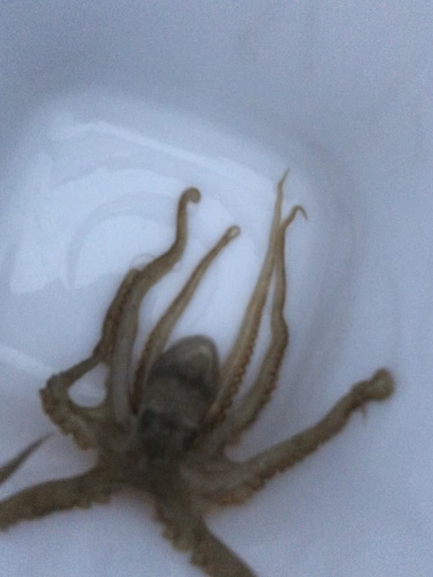 ピンボケご容赦ッ m(_"_)m イイダコちゃれんじ。