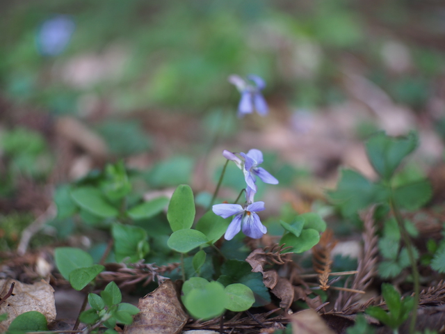 新緑の奥秋テント村~焚火と酒と煙草~ 新緑の奥秋テント村~焚火と酒と煙草~