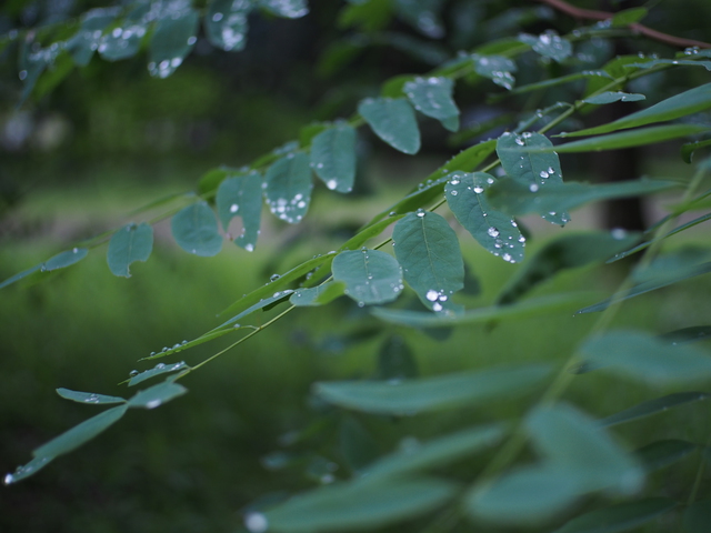 メスティンデビュー~白雨の奥秋テント村~ メスティンデビュー~白雨の奥秋テント村~