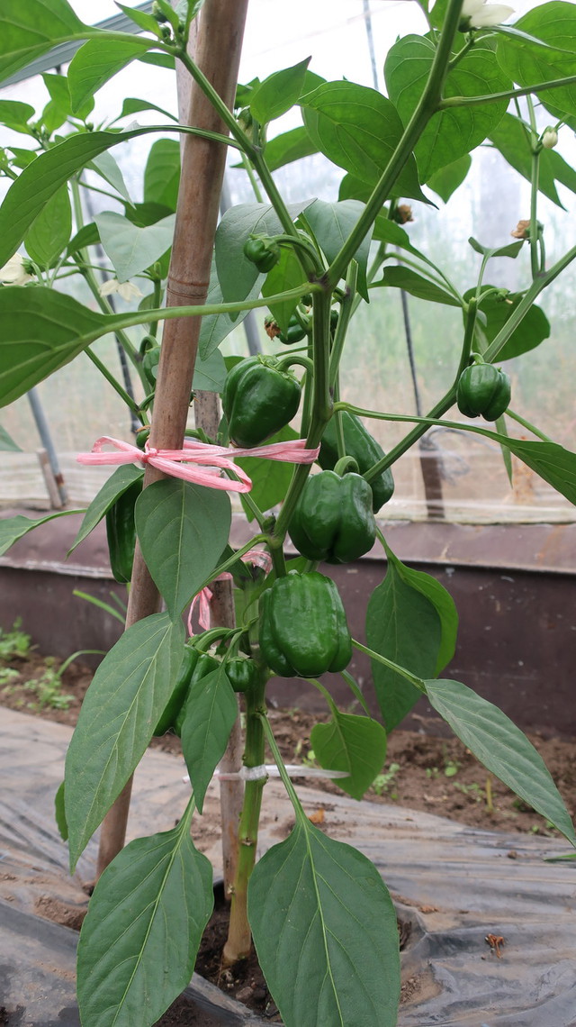 家庭菜園 家庭菜園