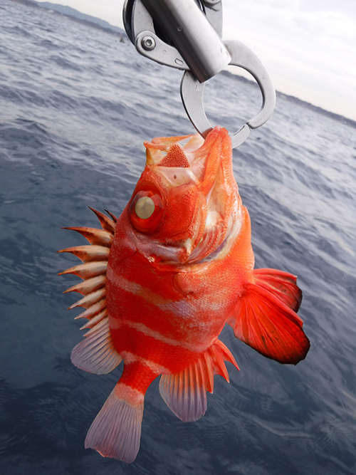 2019年、初浮きアマダイ(Kayak18) 2019年、初浮きアマダイ(Kayak18)