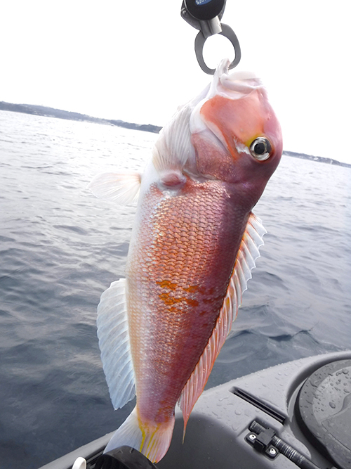 2019年、初浮きアマダイ(Kayak18) 2019年、初浮きアマダイ(Kayak18)