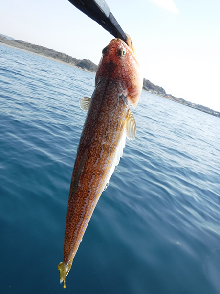 今日も安定のホウボウさん(Kayak22) 今日も安定のホウボウさん(Kayak22)