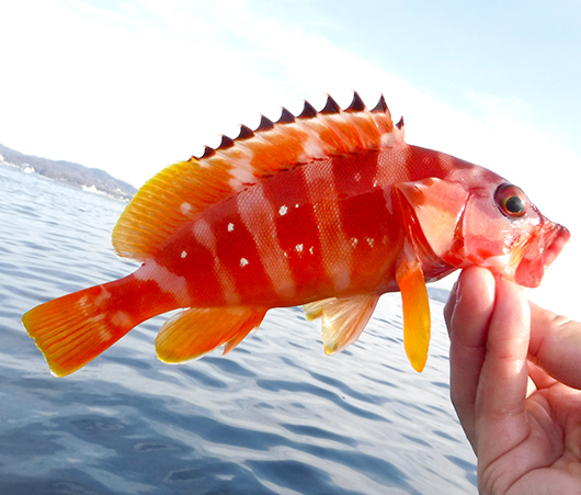 2018年、年の瀬カヤック釣行(Kayak17) 2018年、年の瀬カヤック釣行(Kayak17)