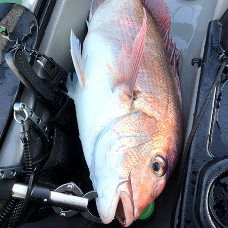 東京湾で魚探テスト&マダイ(Kayak39) 東京湾で魚探テスト&マダイ(Kayak39)