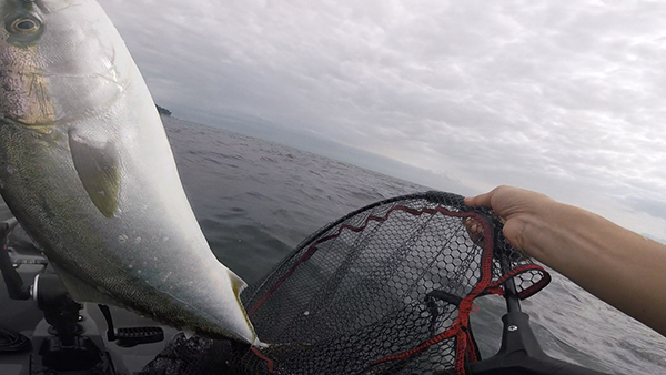 ワラサとバトル(Kayak43) ワラサとバトル(Kayak43)