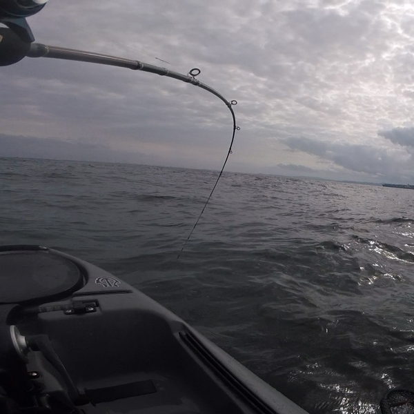 ワラサとバトル(Kayak43) ワラサとバトル(Kayak43)