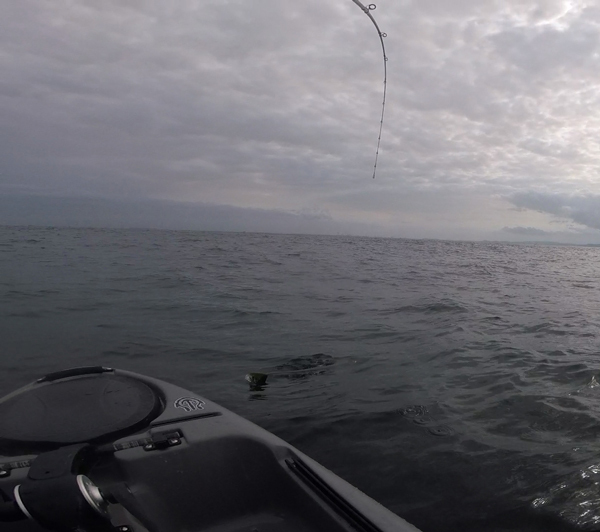 ワラサとバトル(Kayak43) ワラサとバトル(Kayak43)
