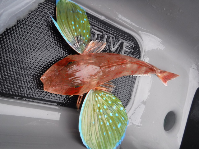 秋雨の海で美味しい魚を釣りたい(Kayak9) 秋雨の海で美味しい魚を釣りたい(Kayak9)