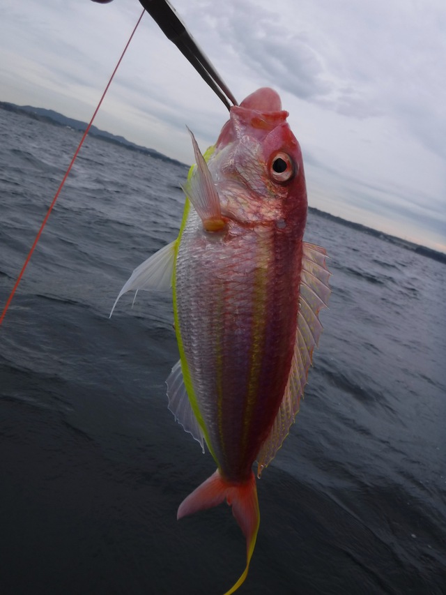 秋雨の海で美味しい魚を釣りたい(Kayak9) 秋雨の海で美味しい魚を釣りたい(Kayak9)