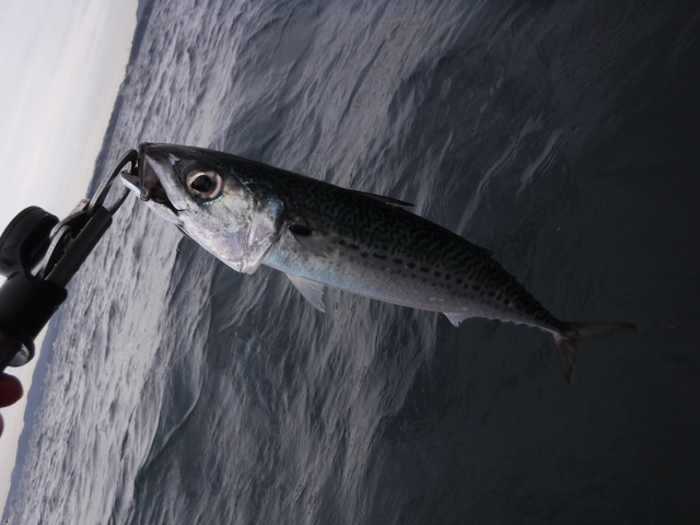 秋雨の海で美味しい魚を釣りたい(Kayak9) 秋雨の海で美味しい魚を釣りたい(Kayak9)