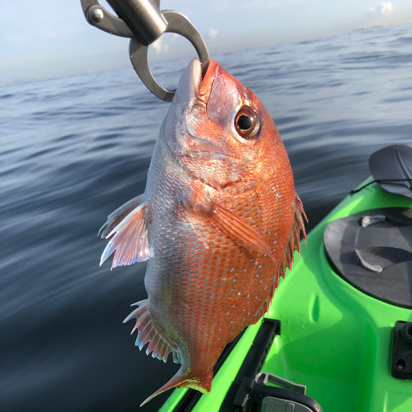 レンタルカヤックで釣り(Kayak40)(Kayak41) レンタルカヤックで釣り(Kayak40)(Kayak41)